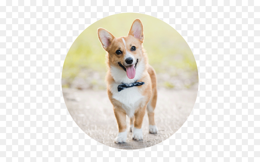 Pembroke Welsh Corgi Cardigan Welsh Corgi Puppy Dog - Корги С Короной, HD Png Download - corgi png