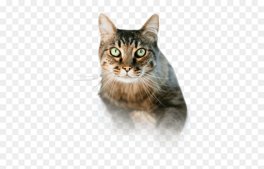 Scarry Cat Png - Cats Eating Icon Transparent Background, Png Download - cats png