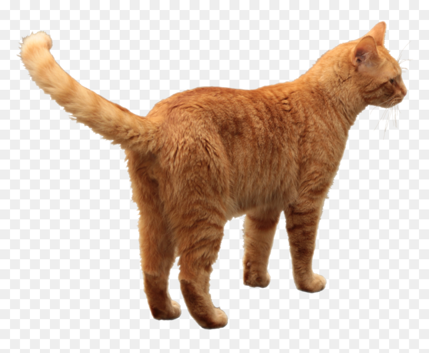 Cat Png, Transparent Png - cats png