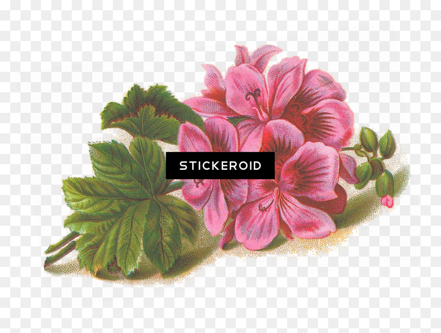 Lined Music Paper With Flower Journal , Png Download - Png Clipart Rose Geranium Png, Transparent Png - lined paper png