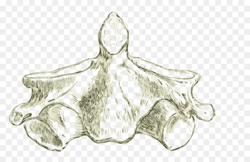 Axis -human Second Cervical Vertebra Or Spine Clip - Drawing Of The Axis Of The Other Cervical Vertebrae, HD Png Download - spine png