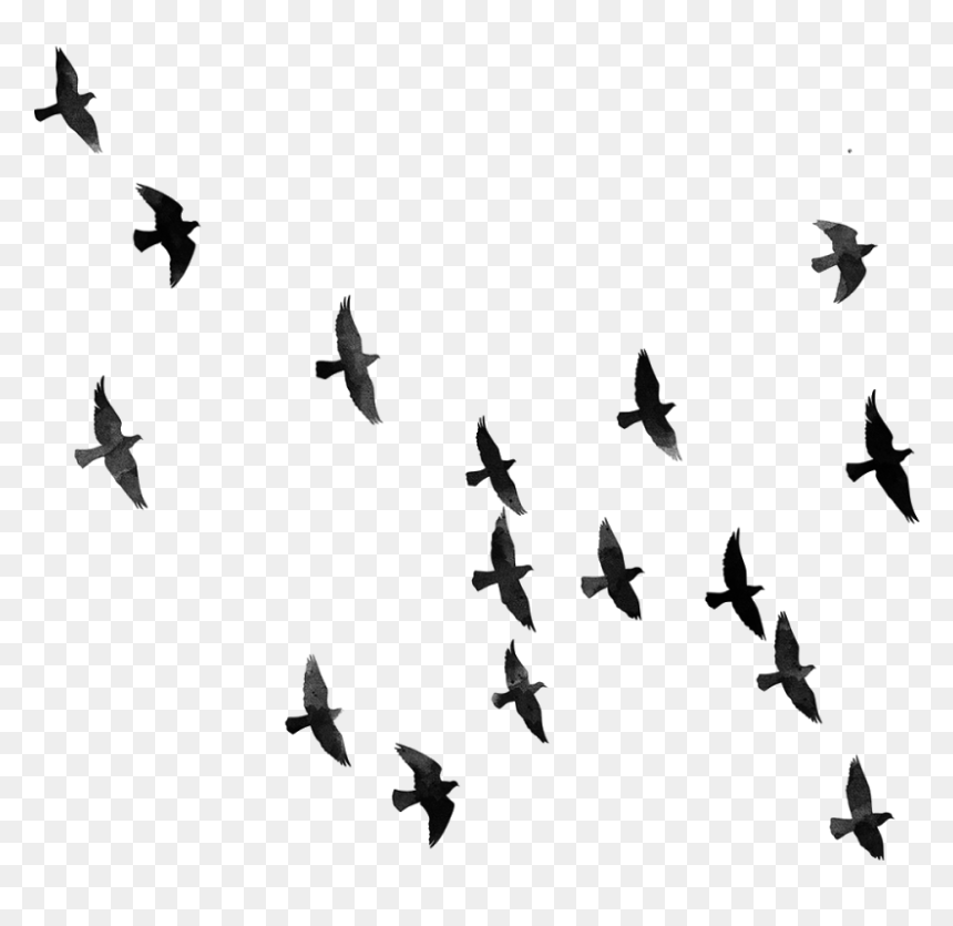 Hd Png Download For Picsart, Transparent Png - bird silhouette png