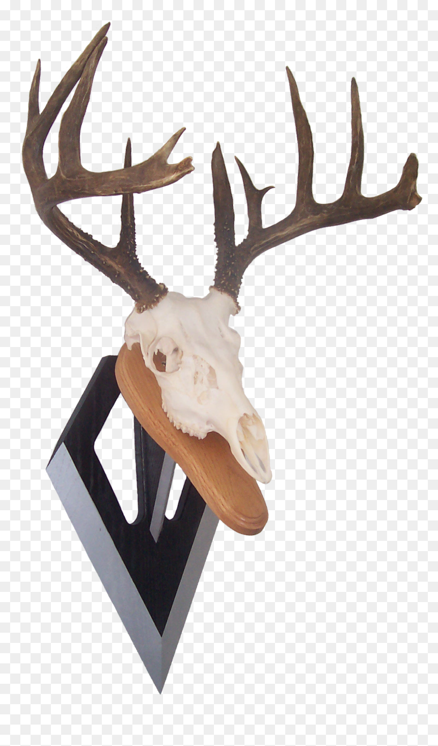 Bowhunter Bowhunting, Antlers, Longbow, Horns, Archery - Reindeer, HD Png Download - reindeer antlers png