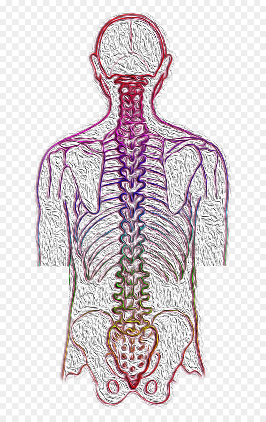 Chiropractic Bone, HD Png Download - spine png