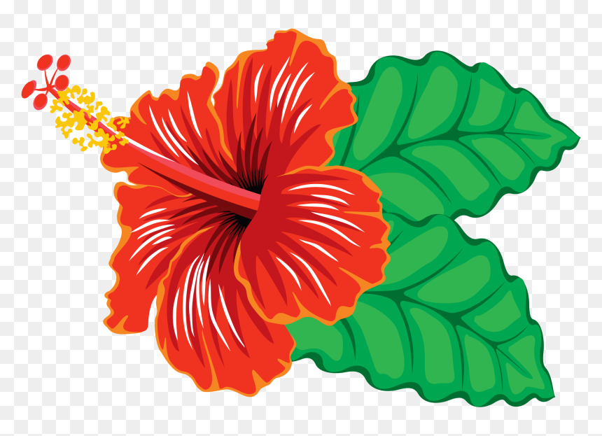Hibiscus,hawaiian Hibiscus,flower,chinese Hibiscus,plant,botany - Clipart Of Hibiscus Flowers, HD Png Download - hawaiian flowers png