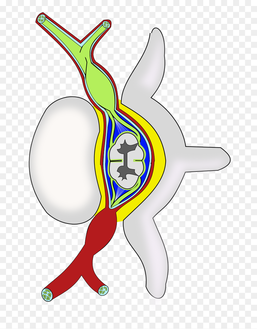 Clip Art Spine Png Jpg Royalty Free Library - Lab 12 21 1 Label The Following Dura Mater, Transparent Png - spine png