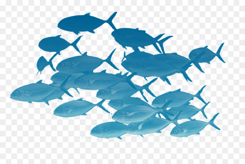 School Of Fishes Png - School Of Fish Png, Transparent Png - school of fish png