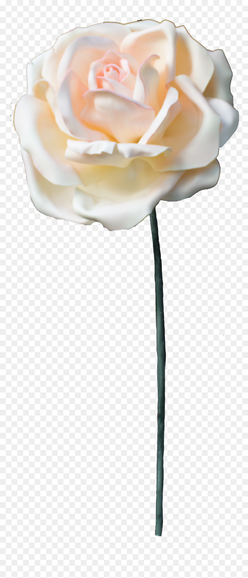 Garden Roses, HD Png Download - white roses png