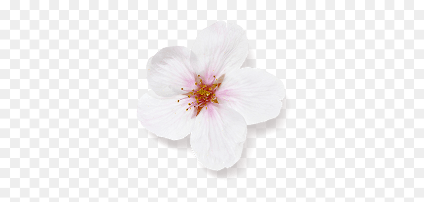 Hibiscus, HD Png Download - cherry blossom petals png