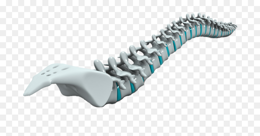 Spine-homepage - Vertebral Column, HD Png Download - spine png