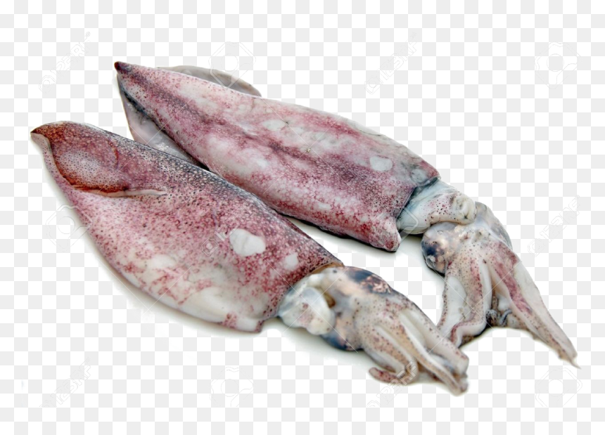 Antarctic Squid Png Free Download - Products Exported From Goa, Transparent Png - squid png