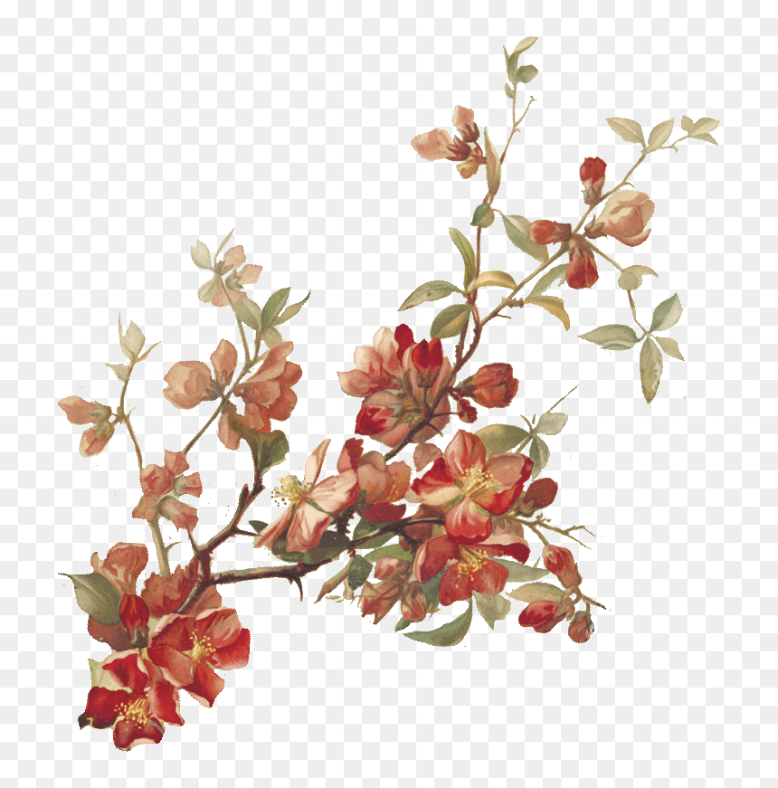 North Coast Cranberry Quince Berliner Weisse, HD Png Download - cherry blossom petals png