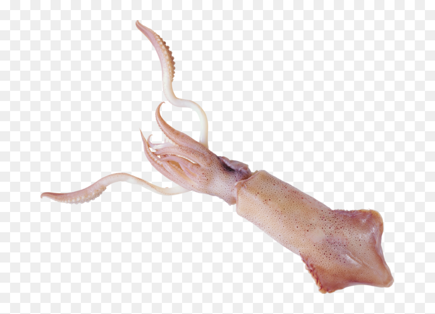 Squid Png - Кальмар Пнг, Transparent Png - squid png