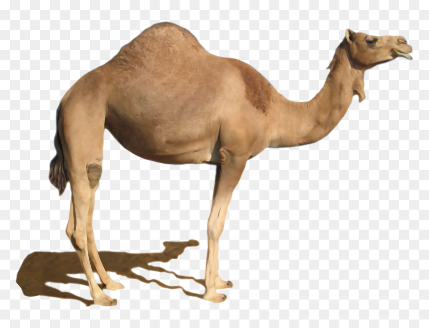 Desert Camel Standing Png Image - Camel Png, Transparent Png - desert png