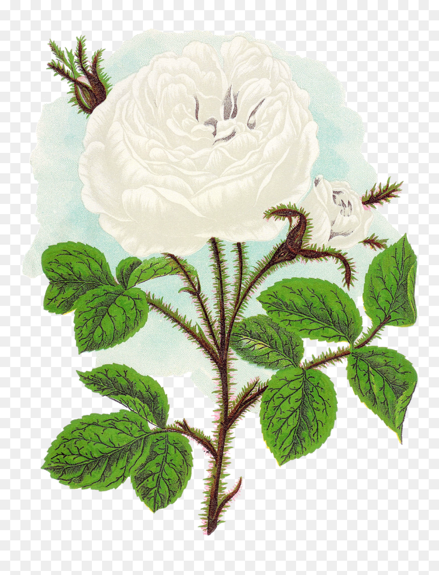 The Second Digital Flower Clip Art Is Of The White - Ernst Haeckel Flower, HD Png Download - white roses png