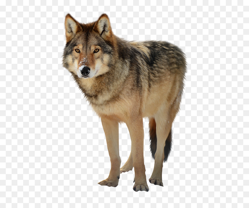 Transparent Werewolf Wild - Wolf Png Transparent, Png Download - werewolf png