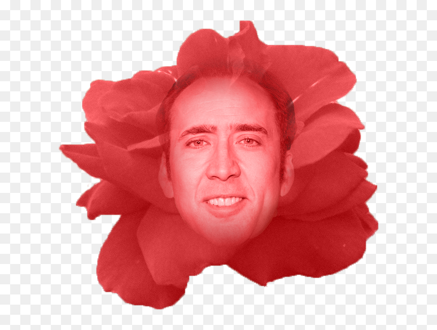 Nick Of Time - Woman Who Looks Like Nicolas Cage, HD Png Download - nicolas cage face png
