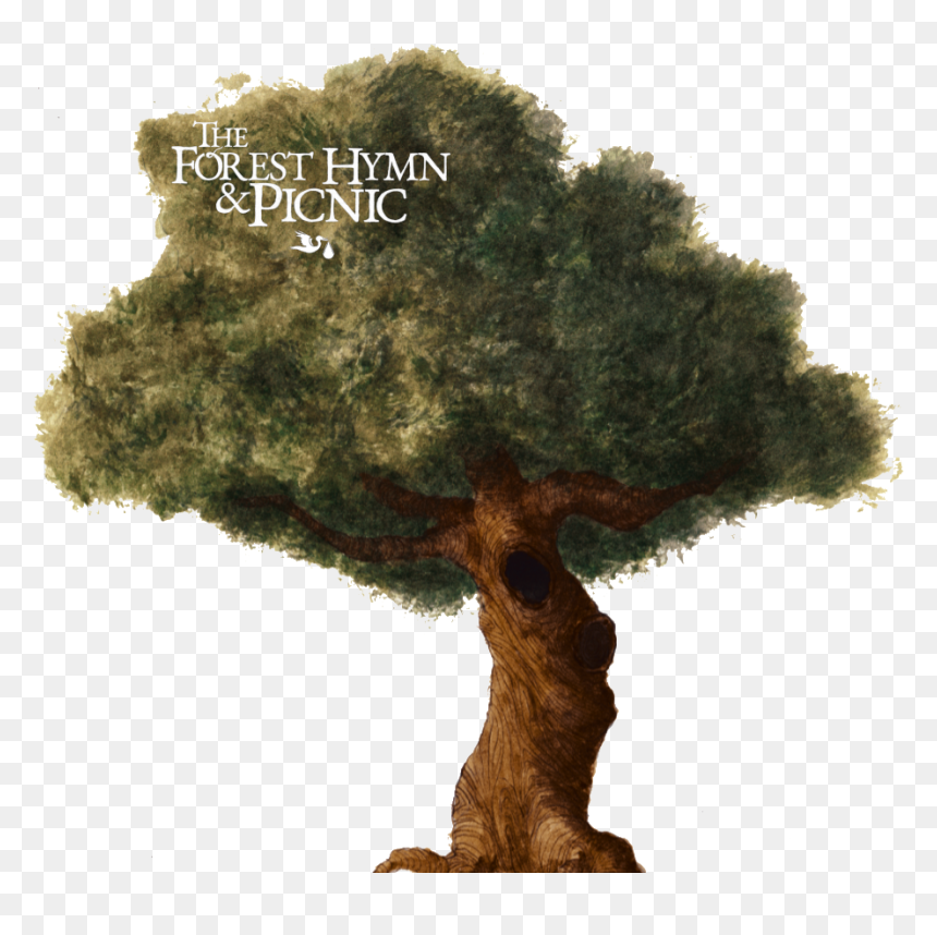 Sageretia Theezans, HD Png Download - spooky forest.png