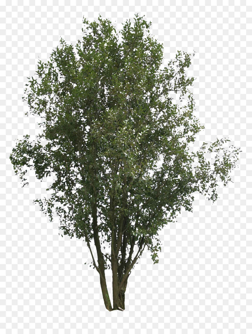 Leafy Tree Png , Png Download - Plane, Transparent Png - leafy png