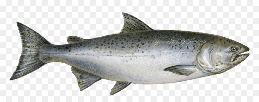 King Salmon Png , Png Download - Chinook Salmon Png, Transparent Png - salmon png