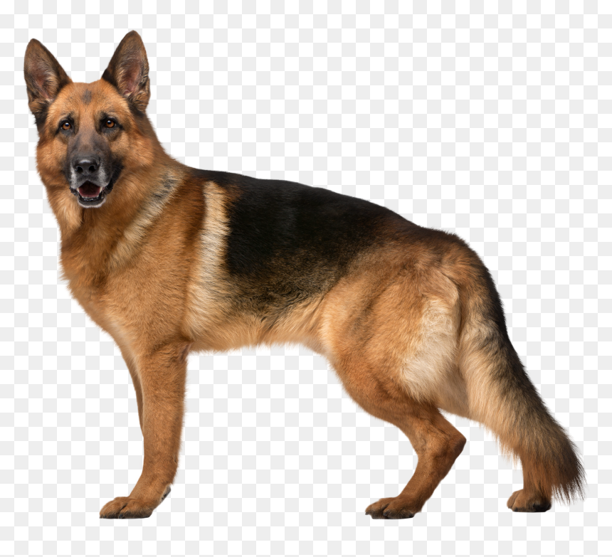 German Shepherd Dog Png Clip Art, Transparent Png - german shepherd png