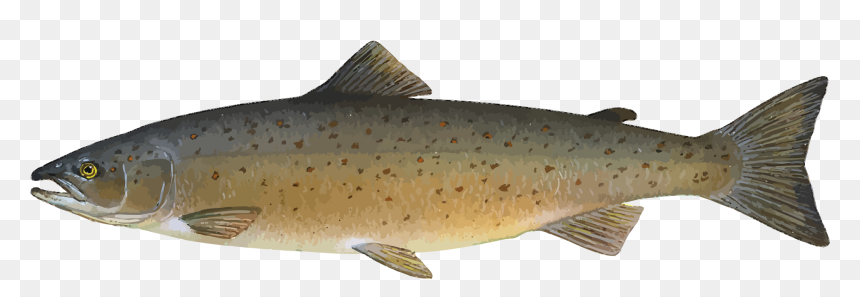 Animal Fish Food Ocean River Salmon Sea Fi - Atlantic Salmon Clipart, HD Png Download - salmon png