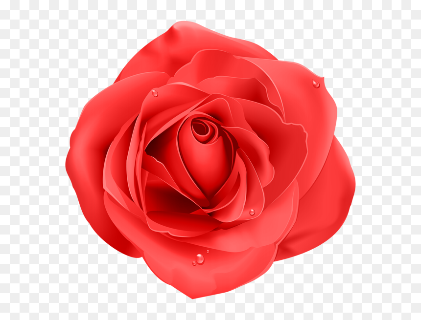 Rose Png - 玫瑰 花 矢量 图, Transparent Png - png flower