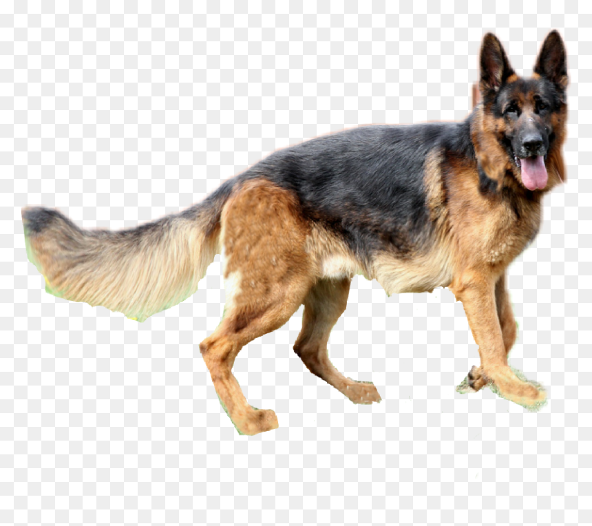 Jpg Black And White Download Clipart German Shepherd - Germam Shepard Dog Png, Transparent Png - german shepherd png