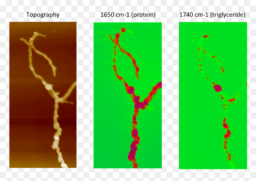 Afm-ir Of Streptomyces Bacteria, HD Png Download - bacteria png