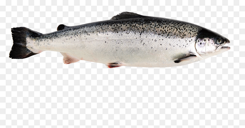 1 Png - Norwegian Salmon, Transparent Png - salmon png
