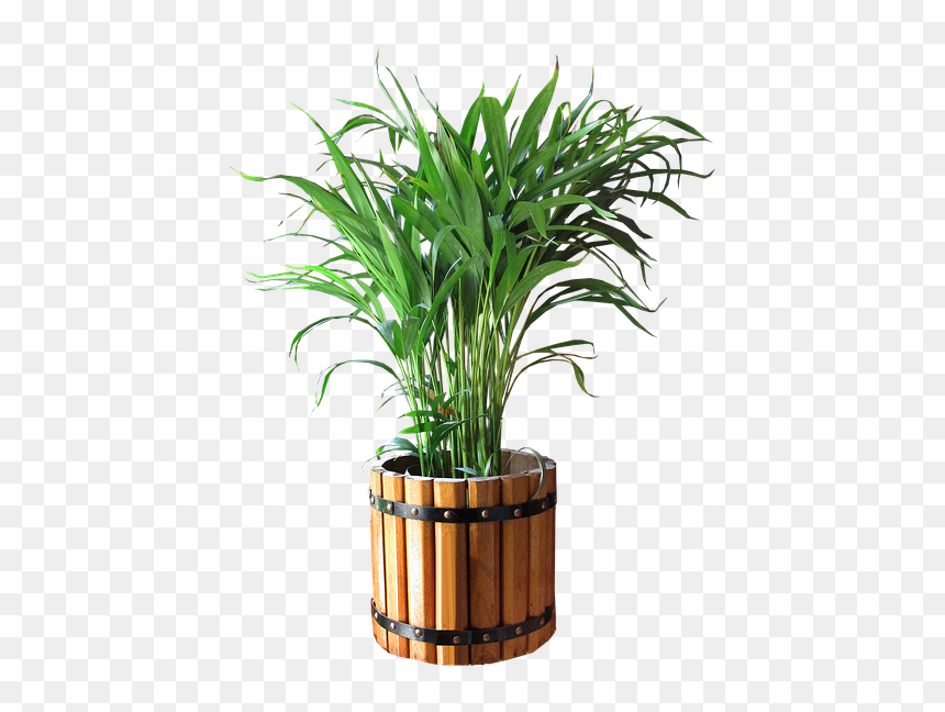 Thumb Image - Palm In A Pot Png, Transparent Png - pot png