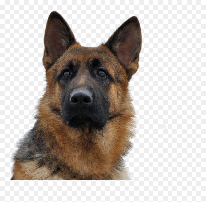 Transparent Dog - German Shepherd, HD Png Download - german shepherd png