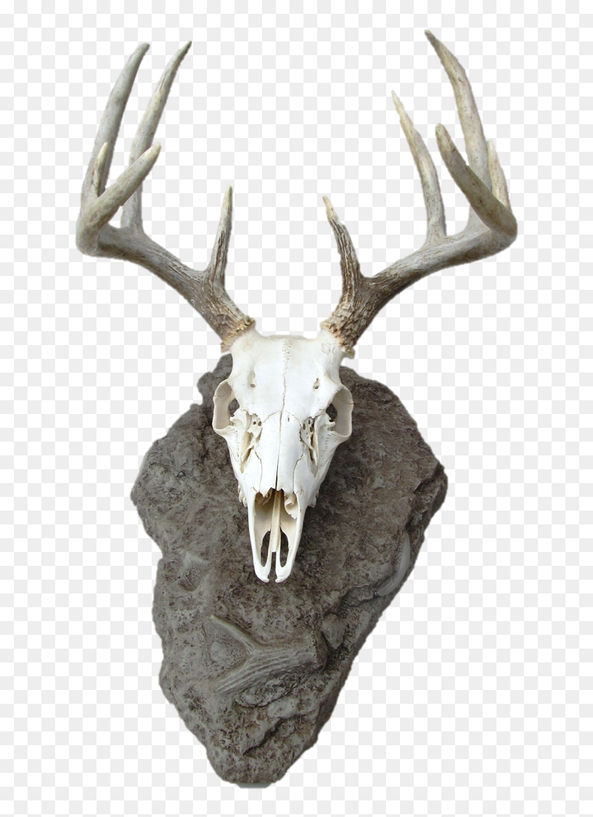 Transparent Deer Head Silhouette Png - Dear Skull Png, Png Download - deer head silhouette png