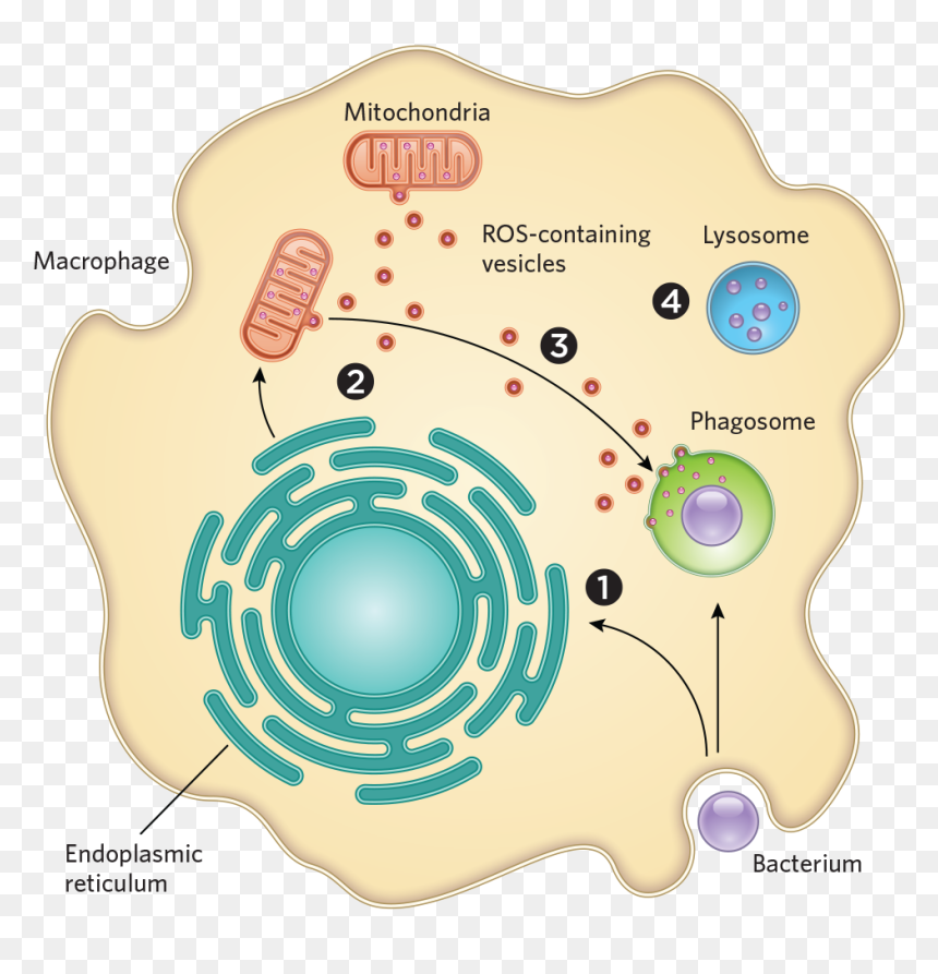 Transparent Bacteria Png - Bacteria Mitochondria, Png Download - bacteria png