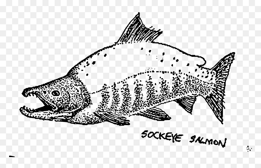 This Free Icons Png Design Of Sockeye Salmon Mapitize - Sockeye Salmon, Transparent Png - salmon png