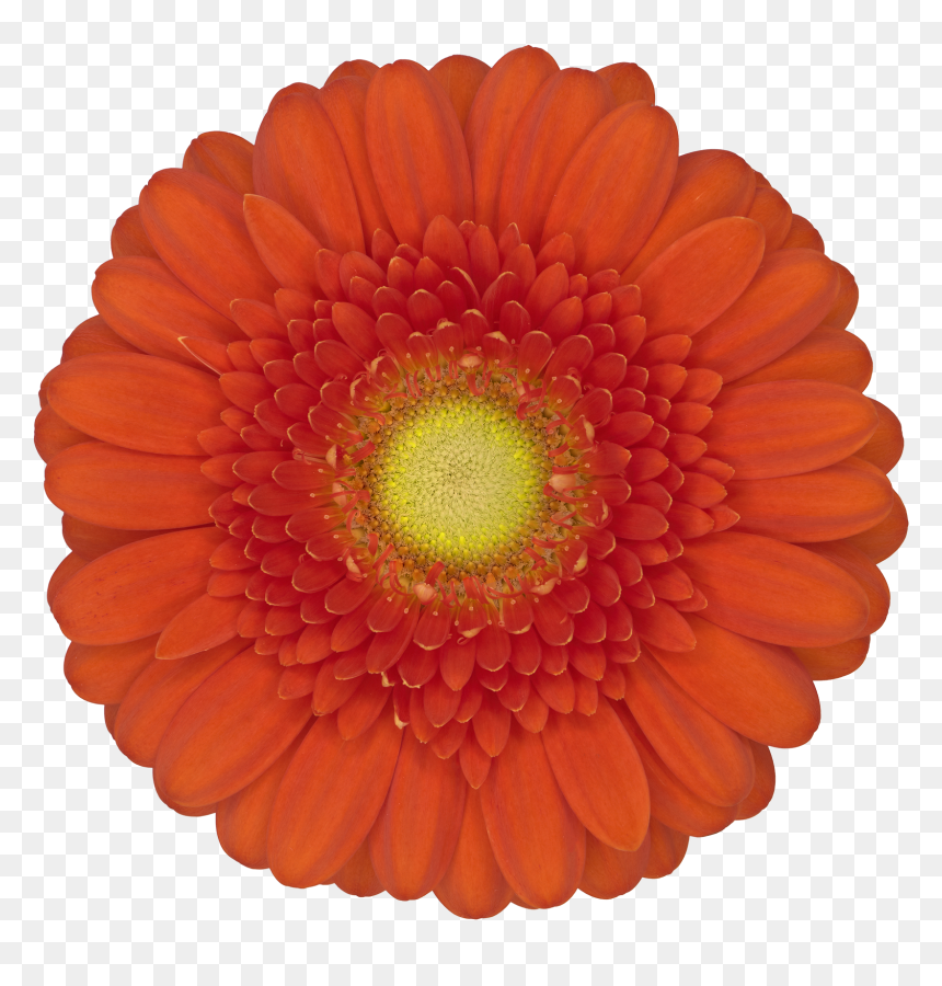 Barberton Daisy, HD Png Download - dorito png