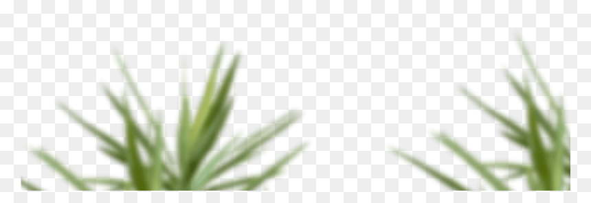 Skip To Content - Sweet Grass, HD Png Download - grass png hd