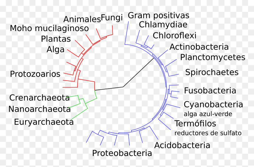 Classification Of Bacteria , Png Download - Classification Of Bacteria, Transparent Png - bacteria png