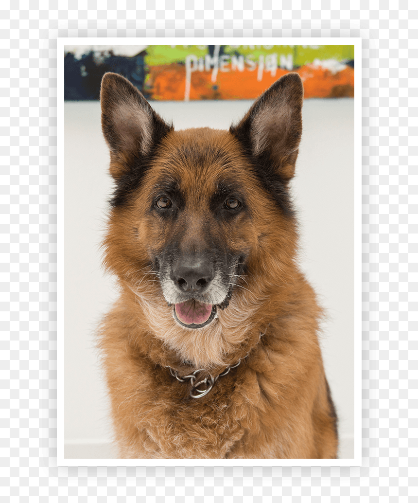 Kingston German Shepherd In Office - Old German Shepherd Dog, HD Png Download - german shepherd png