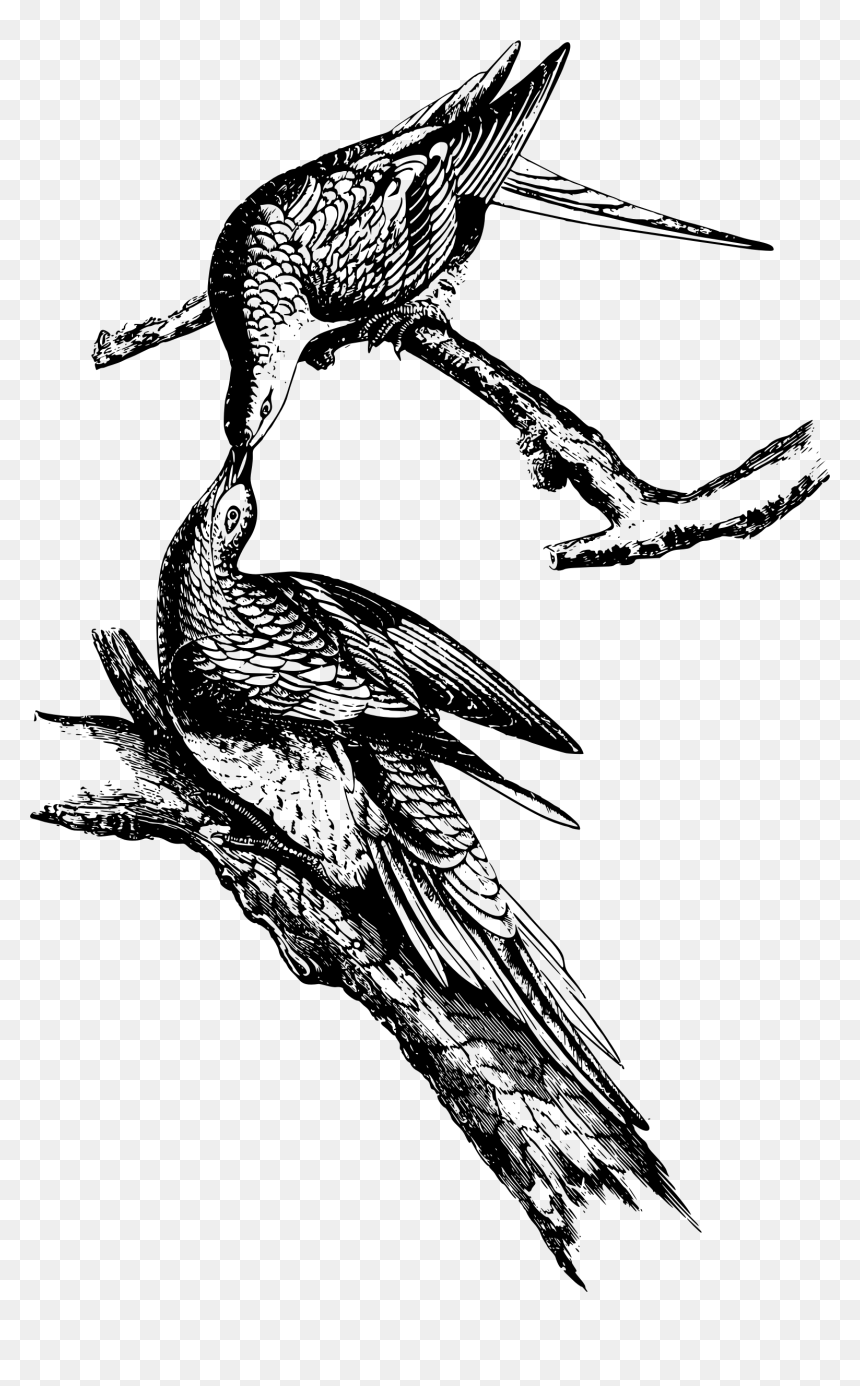 Wild Pigeon Clip Arts - Clip Art, HD Png Download - white pigeon png