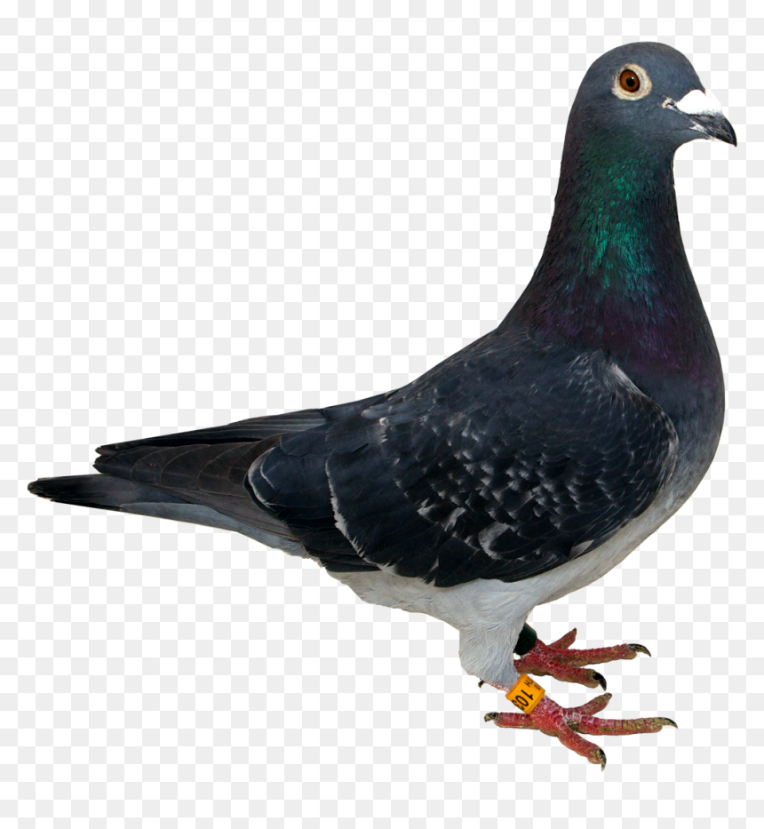 Pigeon Png, Transparent Png - white pigeon png