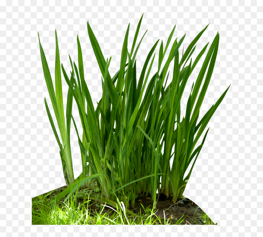 Fountain Grass Png Download - Grass Food Chain, Transparent Png - grass png hd