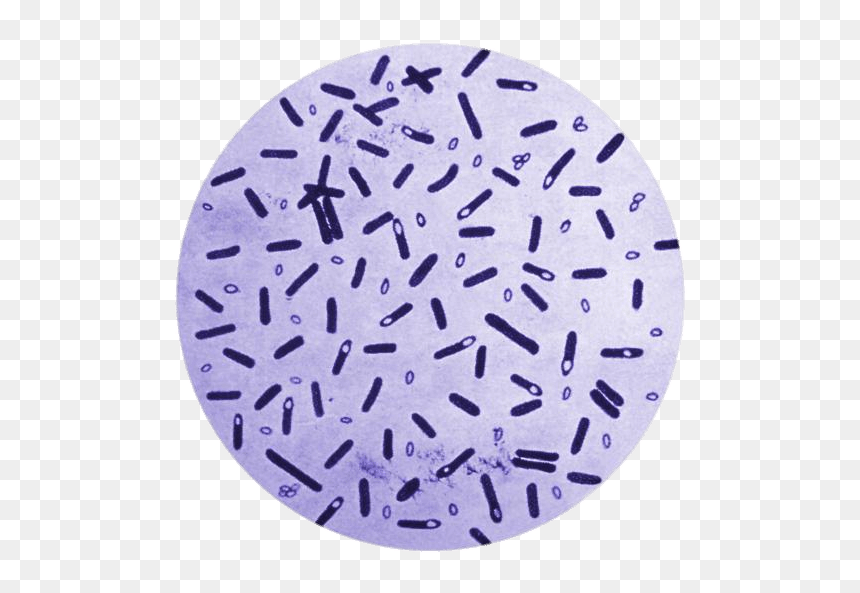 Botulism Bacteria In A Petri Dish Clip Arts - Spores Of Clostridium Botulinum, HD Png Download - bacteria png