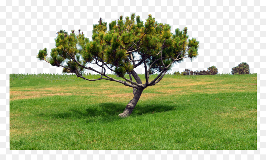 Grass Hill Png - Portable Network Graphics, Transparent Png - grass png hd