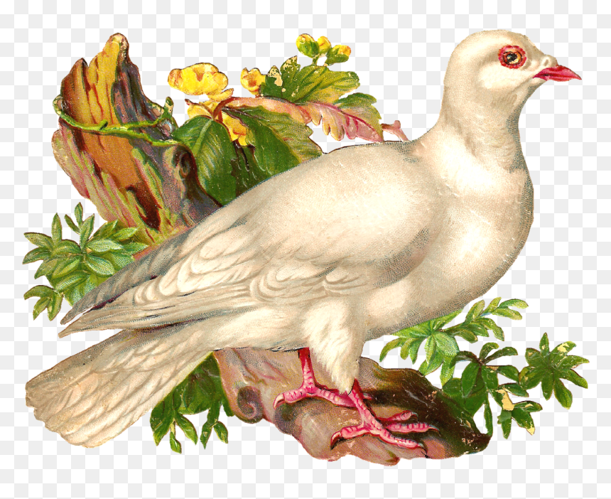 Portable Network Graphics, HD Png Download - white pigeon png