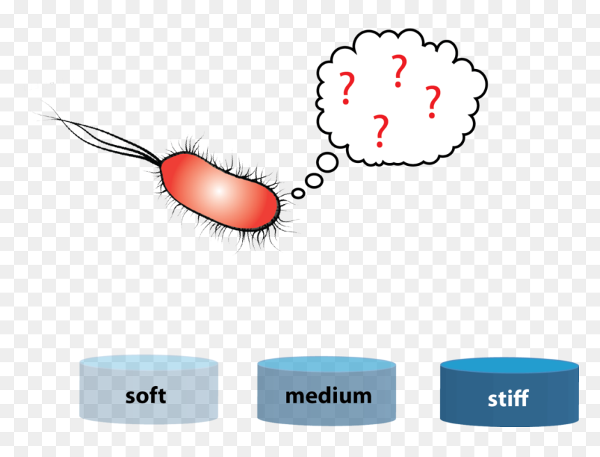 Rigidity Sensing In Bacteria - Palladium Ballroom Dallas Tx, HD Png Download - bacteria png