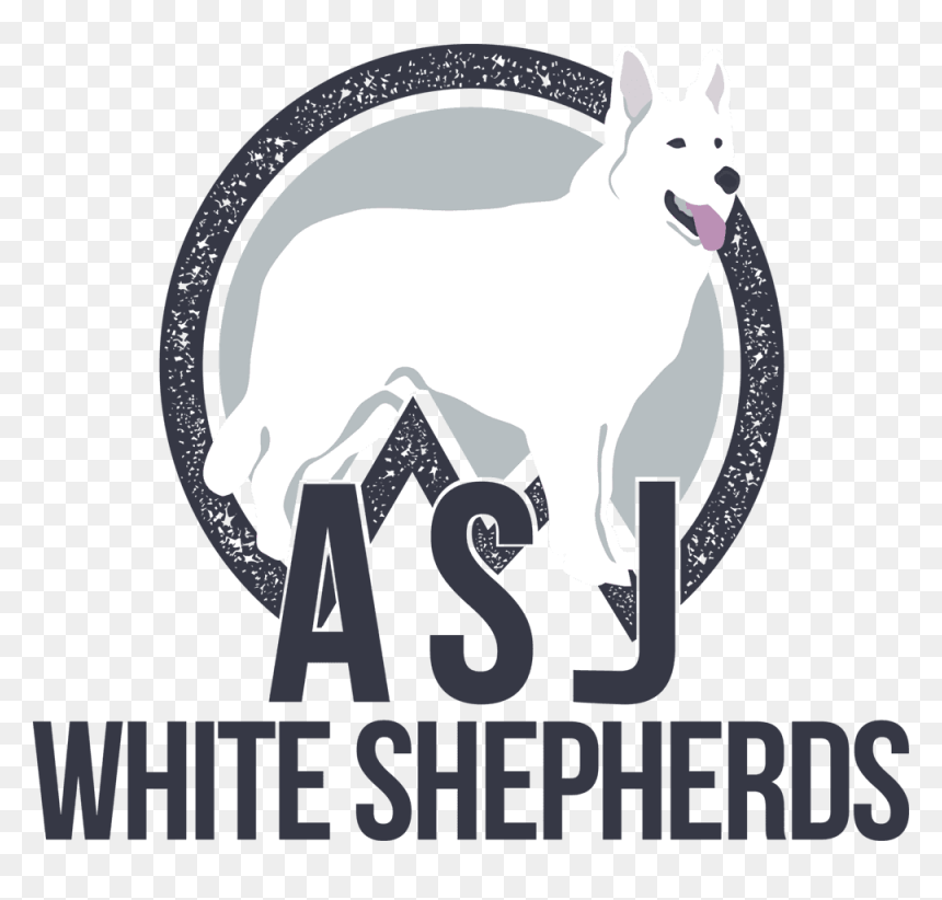 Asj White Shepherds In Middletown Ct - Asj White Shepherds, HD Png Download - german shepherd png