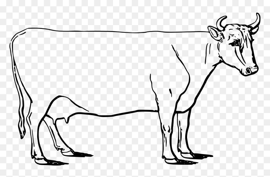Ayrshire Cow Clip Arts - Ayrshire Cattle Drawing, HD Png Download - indian cow png