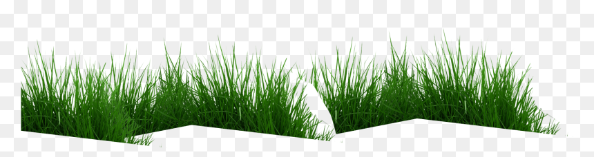 Cow Eating Grass Png , Png Download - Hierochloe, Transparent Png - grass png hd