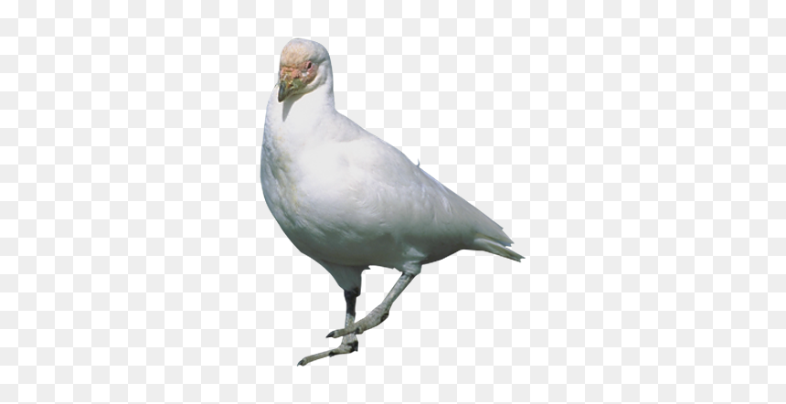 Rock Dove Stock Dove Flight Bird - Bird Standing Png, Transparent Png - white pigeon png